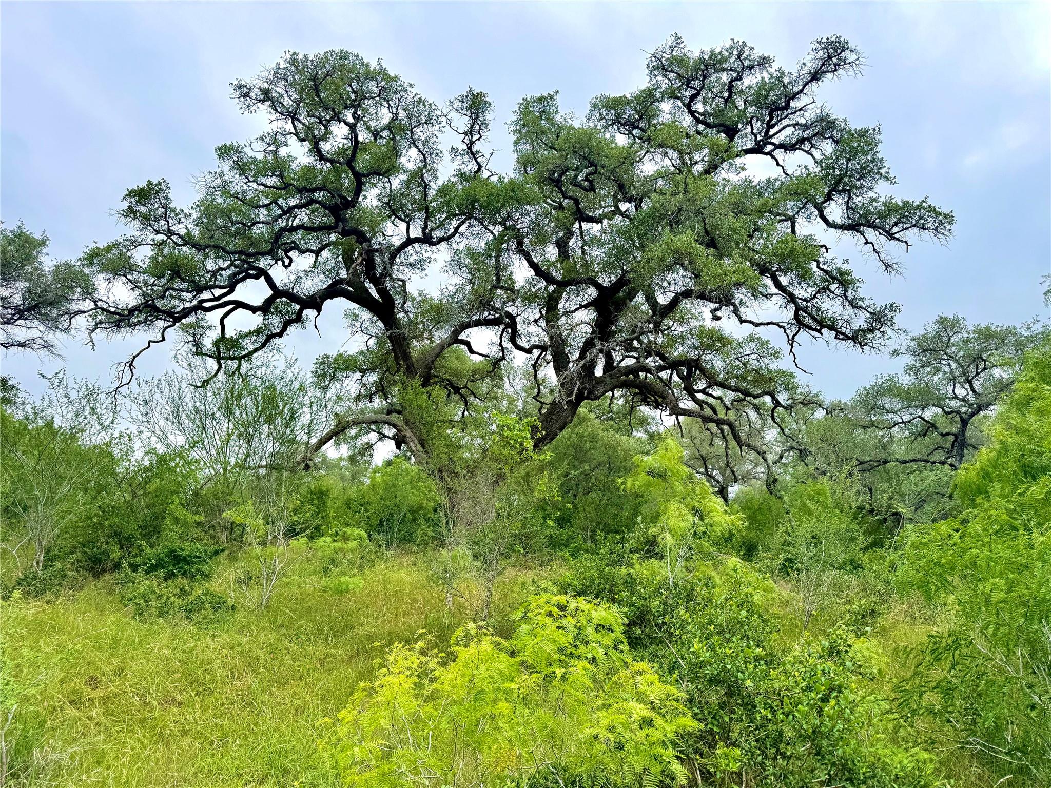 TBD Tract Q FM 108 None, Smiley, TX, 78159