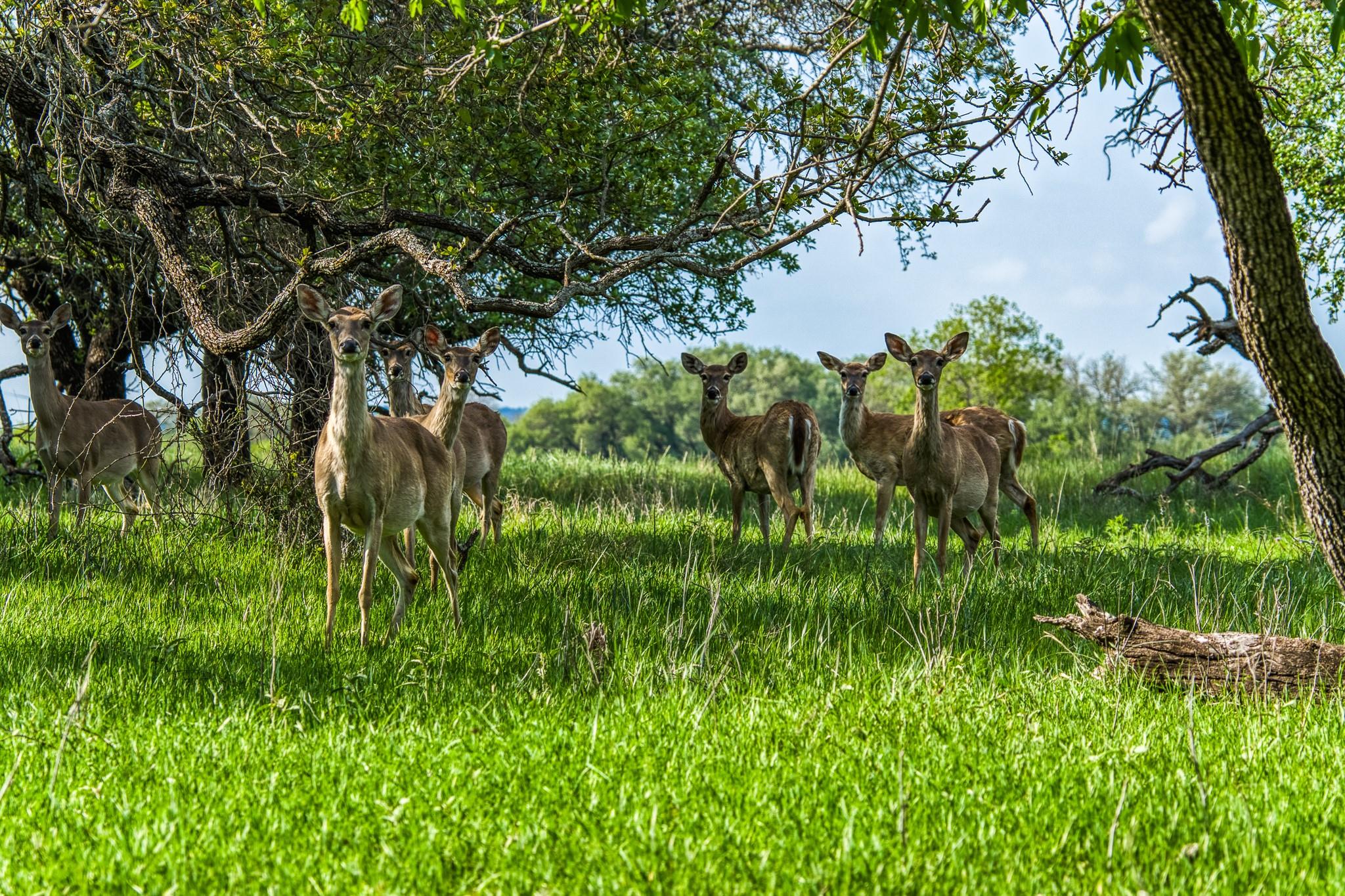 171 County Road 333 None, Goldthwaite, TX, 76844