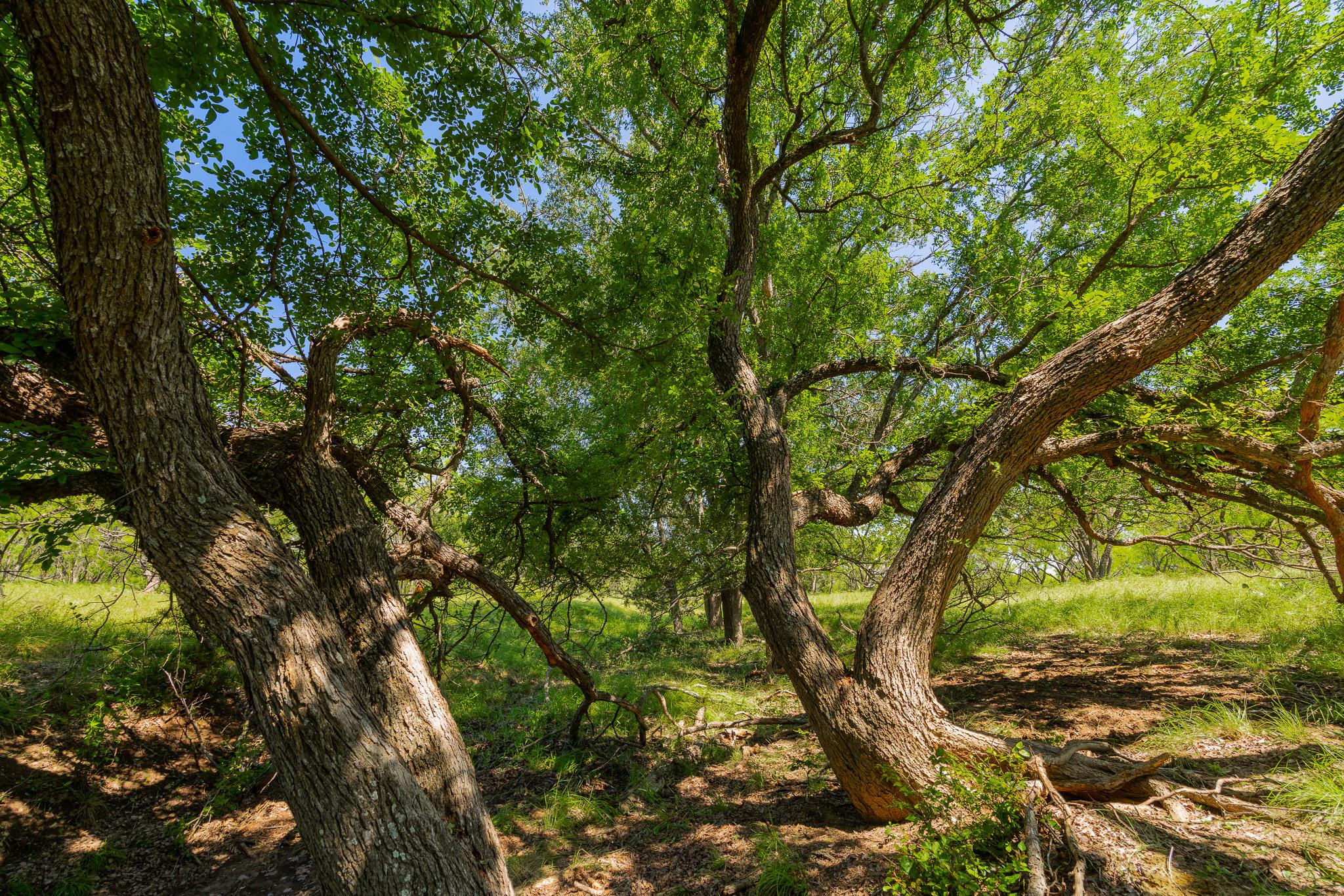 TBD Twin Draw County Road 180 Rd, Purmela, TX, 76566